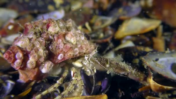 Small hermit crab slowly crawls along the bottom. — Stock Video