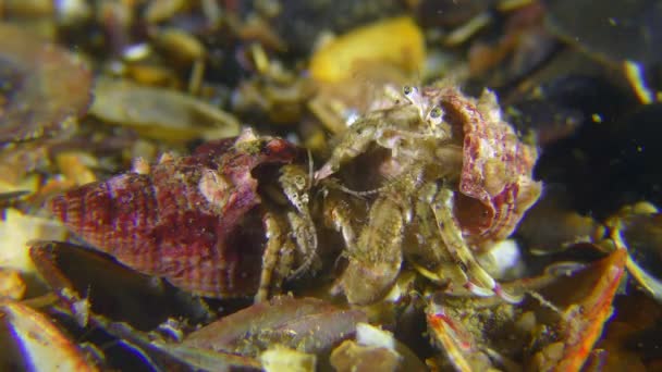 Reproduction du crabe des petits ermites . — Video