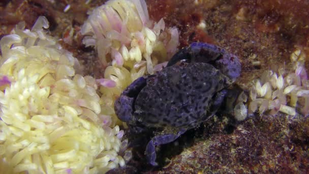 Jaguar round crab next to the eggs of the gastropod rapana. — Stock Video