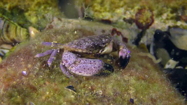 Granchio rotondo giaguaro su una roccia ricoperta di alghe . — Video Stock