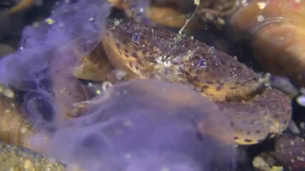 Ягуар круглый краб ест медузу . — стоковое видео