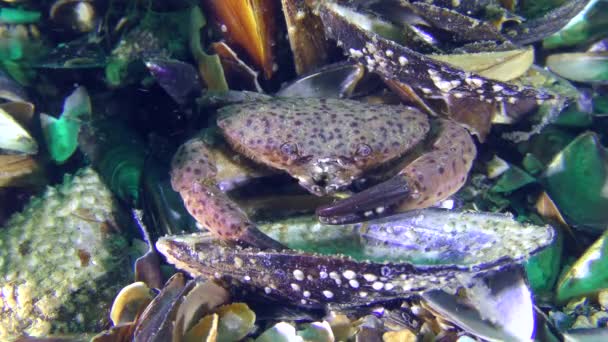 Jaguar ronde krab huiden onder de schelpen van de mosselen. — Stockvideo