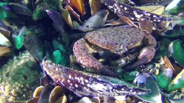 Jaguar runda krabba hudar bland skal av musslor. — Stockvideo