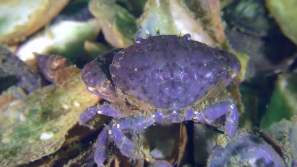 Crabe rond Jaguar de belle couleur violette . — Video