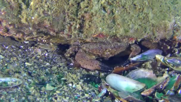 Jaguar cangrejo redondo cava visón debajo de la piedra, primer plano . — Vídeo de stock