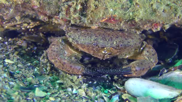 Male Jaguar round crab sits in a burrow under a stone, close-up. — Stock Video