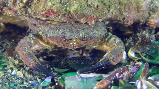 Jaguar round crab (Xantho poressa), portrait. — Stock Video