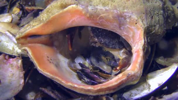 Jaguar round crab in an empty shell of a snail. — Stock Video