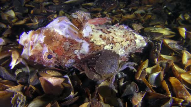 Verschillende krabben van verschillende soorten eet dode vissen. — Stockvideo