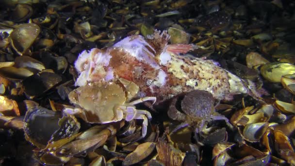 Varios cangrejos de diferentes especies comen peces muertos . — Vídeos de Stock