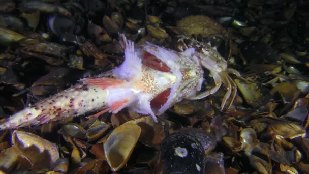 Mehrere Krebse verschiedener Arten fressen tote Fische. — Stockvideo