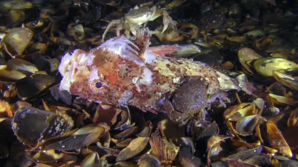 Mehrere Krebse verschiedener Arten fressen tote Fische. — Stockvideo