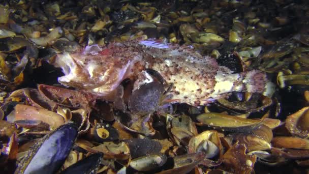 Varios cangrejos de diferentes especies comen peces muertos . — Vídeos de Stock