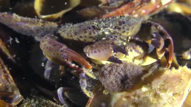 Reproduction du crabe rond Jaguar .