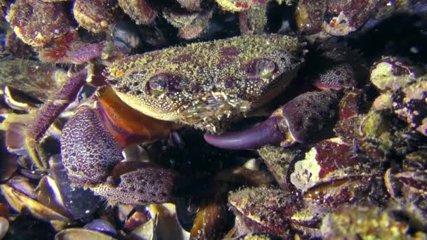 Granchio verrucoso o granchio costiero giallo (Eriascar verrucosa ). — Video Stock