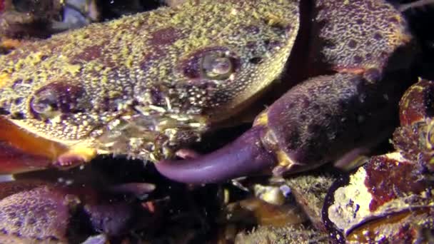 Warty krab of gele shore krab приходит в кадр. — Stockvideo