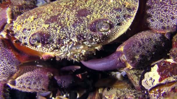 Caranguejo warty ou caranguejo amarelo da costa, close-up . — Vídeo de Stock