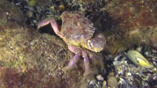 El cangrejo recorre el lecho marino . — Vídeos de Stock