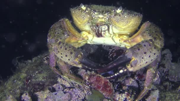 Krab siedzi na szczycie kamienia. — Wideo stockowe