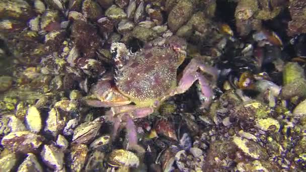 螃蟹沿海床爬行. — 图库视频影像