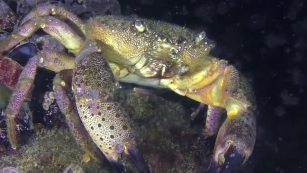 いぼ状のカニや黄色海岸カニ、クローズ アップ. — ストック動画