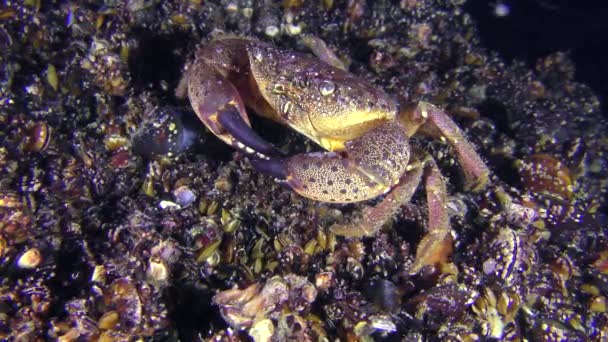 Žlutá krab vyleze z rámu. — Stock video