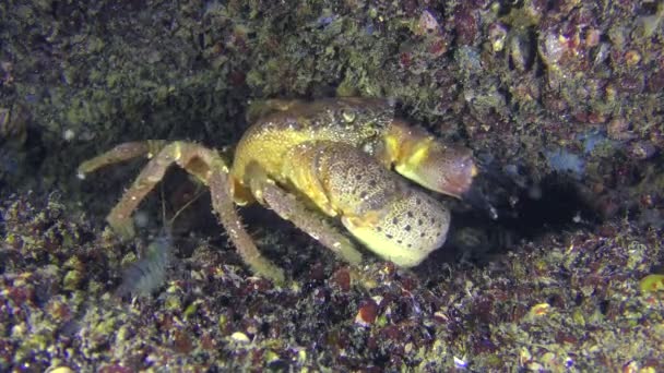 Warty krab lub żółtym brzegiem krab zmienia swoje stanowisko. — Wideo stockowe