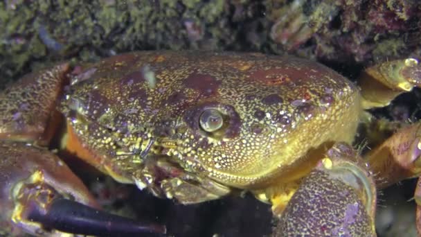 Kepiting merangkak keluar dari bingkai, close-up . — Stok Video