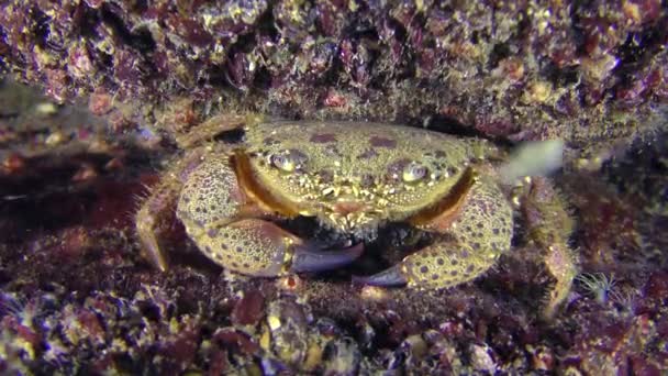 Warzige Krabbe sitzt in der Nähe eines mit Muscheln bedeckten Steins. — Stockvideo