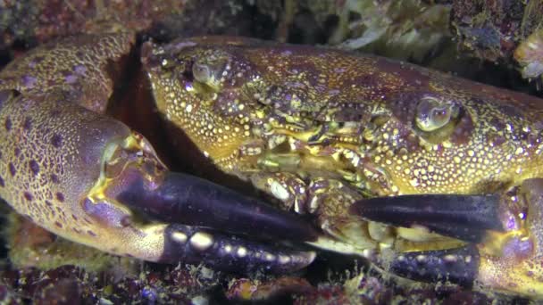 Warty krab of gele shore krab, extreme close-up . — Stockvideo