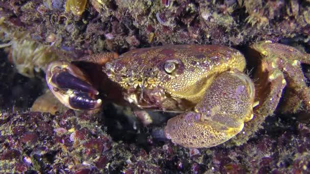 Warzige Krabbe sitzt in der Nähe eines mit Muscheln bedeckten Steins. — Stockvideo