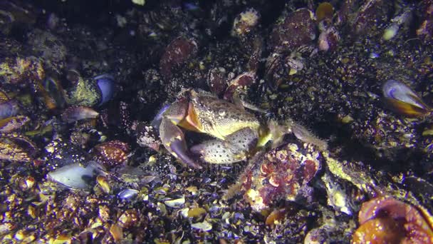 黄色の海岸カニはムール貝で覆われて海底に沿ってクロールします。. — ストック動画