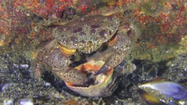 Yengeç kabuk pençeleri olan salyangoz eti ortaya çıkarır.