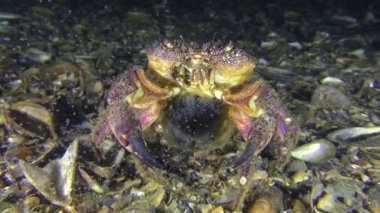 Kadın siğil gibi yengeç veya sarı shore Yengeç balık yumurtası.