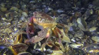 Kadın siğil gibi yengeç veya sarı shore Yengeç ile karın üzerinde yumurta.