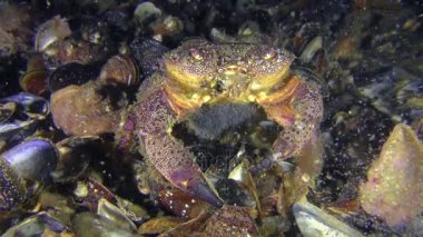 Kadın siğil gibi yengeç veya sarı shore Yengeç ile karın üzerinde yumurta.