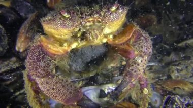 Kadın sarı shore Yengeç yumurtlama yakın çekim.