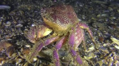 Kadın sarı shore Yengeç yumurtlama yakın çekim.