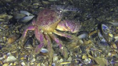 Kadın sarı shore Yengeç dipte sürünerek karın üzerinde yumurta ile.