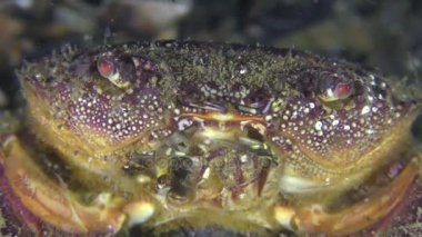 Kadın siğil gibi yengeç veya sarı shore Yengeç karın üzerinde yumurta ile portre.