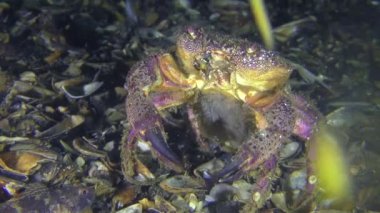 Kadın siğil gibi yengeç veya sarı shore Yengeç balık yumurtası.