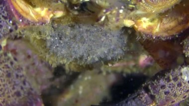 Kadın sarı shore Yengeç ile yumurta, karın yakın çekim.