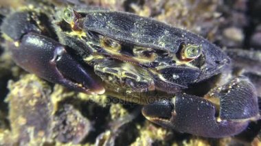 Mermer rock Yengeç (Marmara pavuryası), yakın çekim.