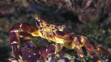 Midye et mermer rock Yengeç (Marmara pavuryası) yer.