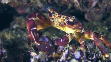 Yengeç (Marmara pavuryası) midye et yiyor.