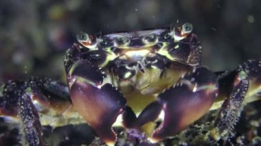 Midye et mermer Yengeç (Marmara pavuryası) yer.