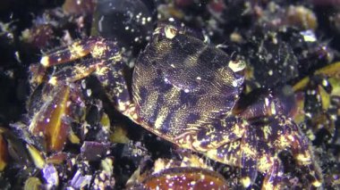 Mermer rock Yengeç (Marmara pavuryası) bir şey yiyor.