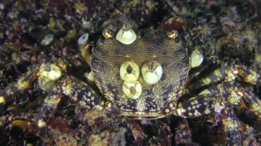 Rock Yengeç balanus arkadaki kabukları ile.