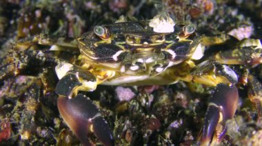 Yengeç balanus arkasında, kabukları ile portre.