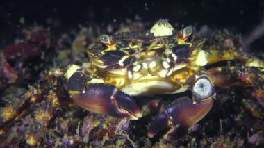 Mermer rock Yengeç (Marmara pavuryası), portre.